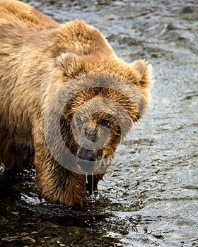 Katmai Brown Bears; Brooks Falls; Alaska; USA