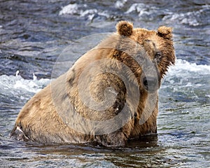 Katmai Brown Bears; Brooks Falls; Alaska; USA