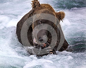 Katmai Brown Bears; Brooks Falls; Alaska; USA