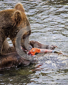 Katmai Brown Bears; Brooks Falls; Alaska; USA