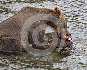 Katmai Brown Bears; Brooks Falls; Alaska; USA