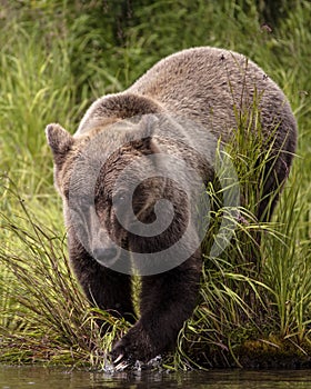 Katmai Brown Bears; Brooks Falls; Alaska; USA