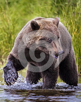 Katmai Brown Bears; Brooks Falls; Alaska; USA