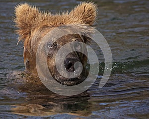 Katmai Brown Bears; Brooks Falls; Alaska; USA