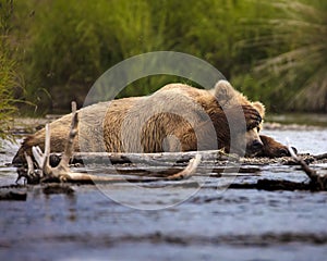 Katmai Brown Bears; Brooks Falls; Alaska; USA