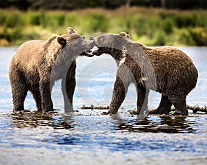 Katmai Brown Bears; Brooks Falls; Alaska; USA photo