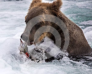 Katmai Brown Bears; Brooks Falls; Alaska; USA photo