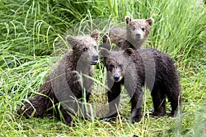 Katmai Brown Bears; Brooks Falls; Alaska; USA