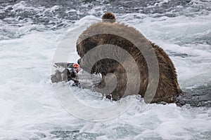 Katmai Brown Bears; Brooks Falls; Alaska; USA