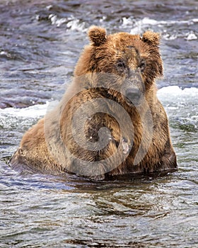 Katmai Brown Bears; Brooks Falls; Alaska; USA photo