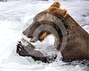 Katmai Brown Bears; Brooks Falls; Alaska; USA photo