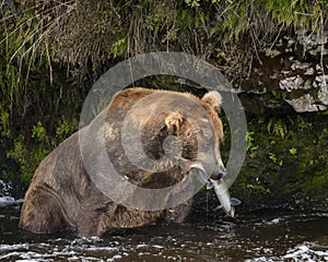 Katmai Brown Bears; Brooks Falls; Alaska; USA photo