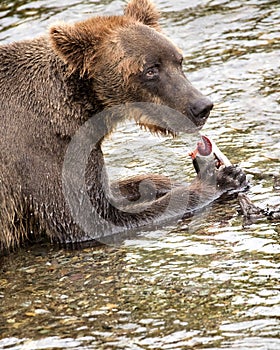 Katmai Brown Bears; Brooks Falls; Alaska; USA photo