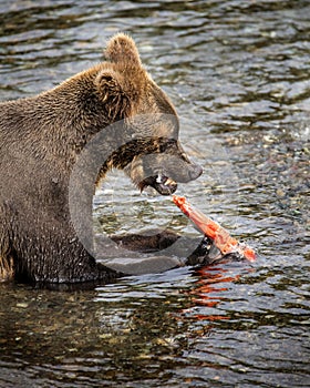 Katmai Brown Bears; Brooks Falls; Alaska; USA photo