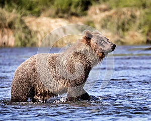 Katmai Brown Bears; Brooks Falls; Alaska; USA photo