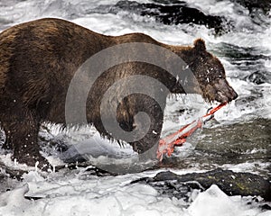 Katmai Brown Bears; Brooks Falls; Alaska; USA photo