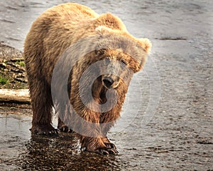 Katmai Brown Bears; Brooks Falls; Alaska; USA photo