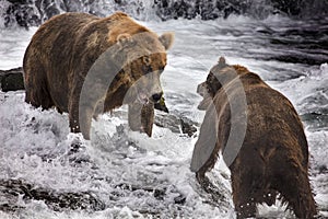 Katmai Brown Bears; Brooks Falls; Alaska; USA photo