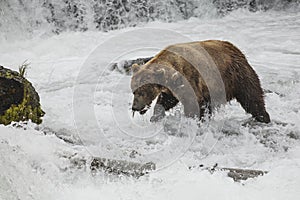 Katmai Brown Bears; Brooks Falls; Alaska; USA