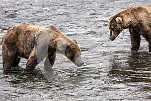 Katmai Brown Bears; Brooks Falls; Alaska; USA