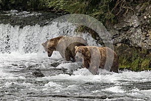 Katmai Brown Bears; img