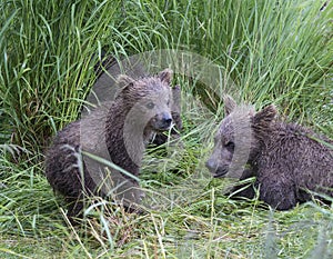 Katmai Brown Bears; Brooks Falls; Alaska; USA