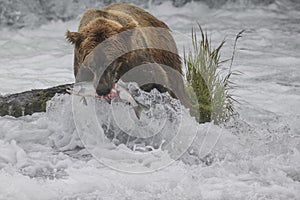 Katmai Brown Bears; Brooks Falls; Alaska; USA