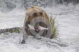 Katmai Brown Bears; Brooks Falls; Alaska; USA