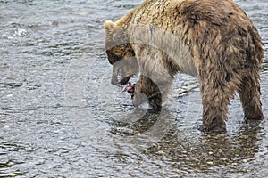 Katmai Brown Bears; Brooks Falls; Alaska; USA