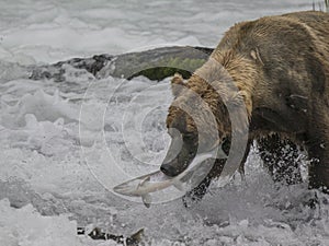 Katmai Brown Bears; Brooks Falls; Alaska; USA