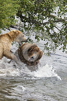 Katmai Brown Bears; fighting; Brooks Falls; Alaska; USA