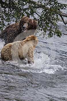 Katmai Brown Bears; fighting; Brooks Falls; Alaska; USA