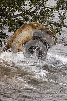 Katmai Brown Bears; fighting; Brooks Falls; Alaska; USA