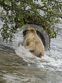 Katmai Brown Bears fighting ; Brooks Falls; Alaska; USA