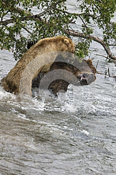 Katmai Brown Bears fighting ; Brooks Falls; Alaska; USA