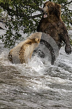 Katmai Brown Bears fighting ; Brooks Falls; Alaska; USA