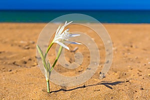 Kato Stalos beach,with water lilly, Chania prefecture, Western Crete, Greece