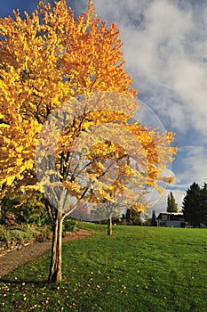Katsura tree in fall color