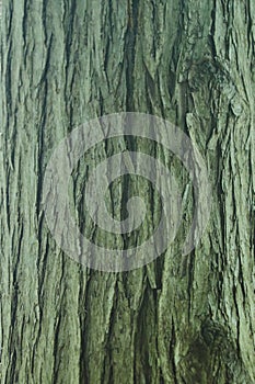 Katsura tree trunk bark close-up