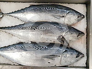 Katsuwonus pelamis, in crushed ice, fresh and whole at the market. It is a species of fish in the Scombridae family.