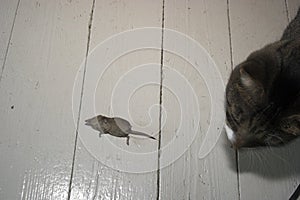 Gato a ratón 