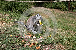 A katta eating melon in a zoo in germany