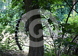 A katta tail and trees in a zoo in germany