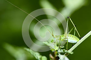 Katydid