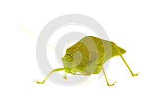 Katydid