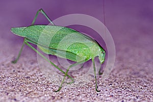 Katydid