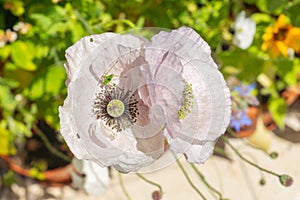 Katydid on a blushed silver white poppy flower