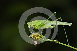 Katydid/bush cricket