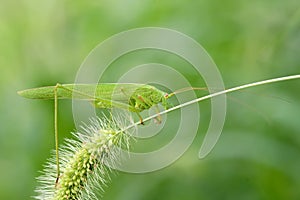 Katydid