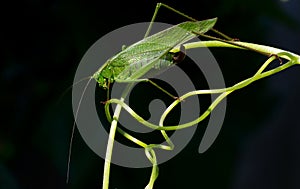 Katydid on curling Tendril photo